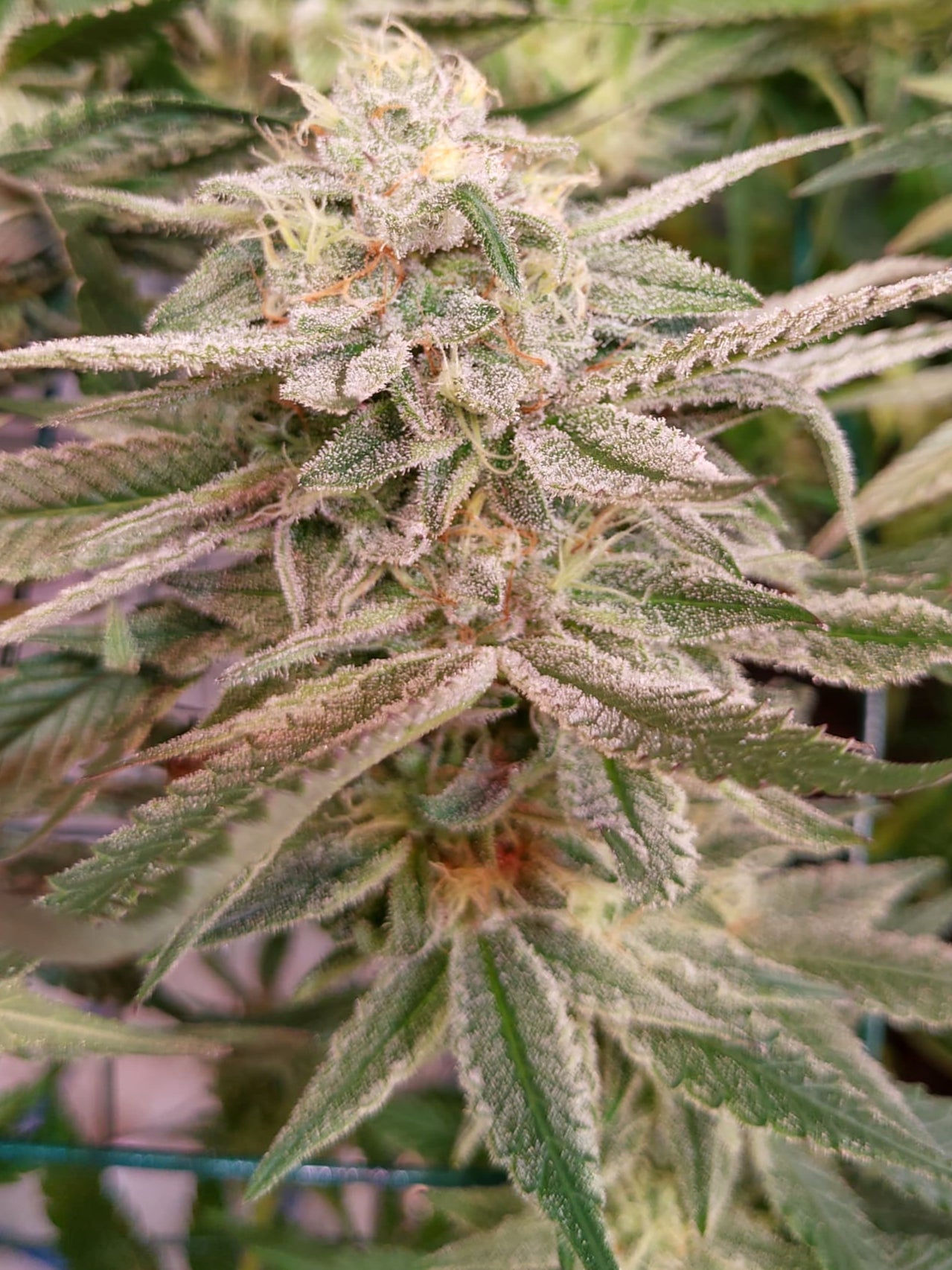 Banana Kush F1 Klon