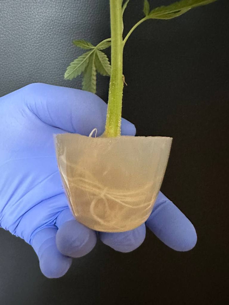 Klon-Konservierungsgel 1L