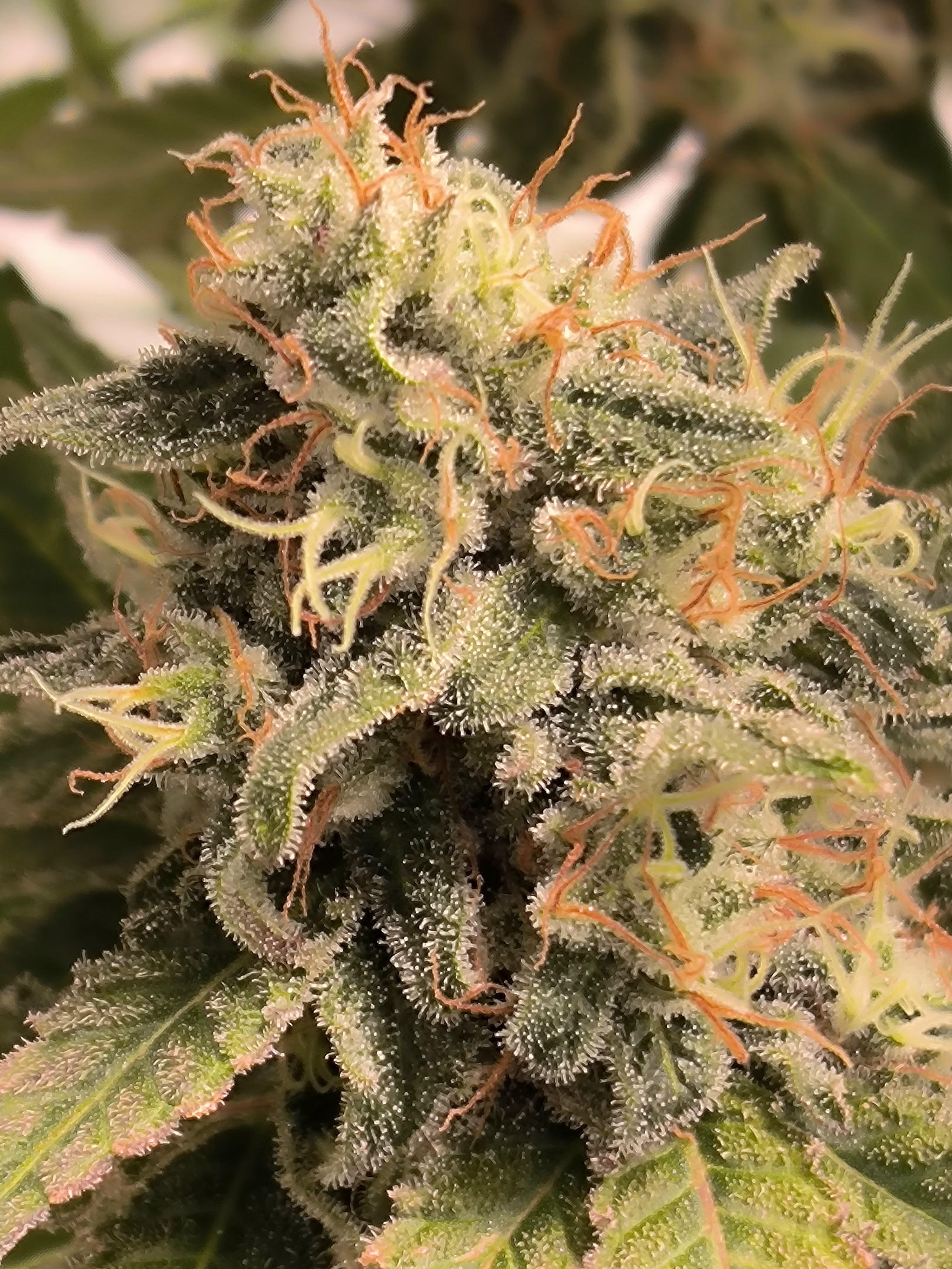 Plumbum Magicum Klon