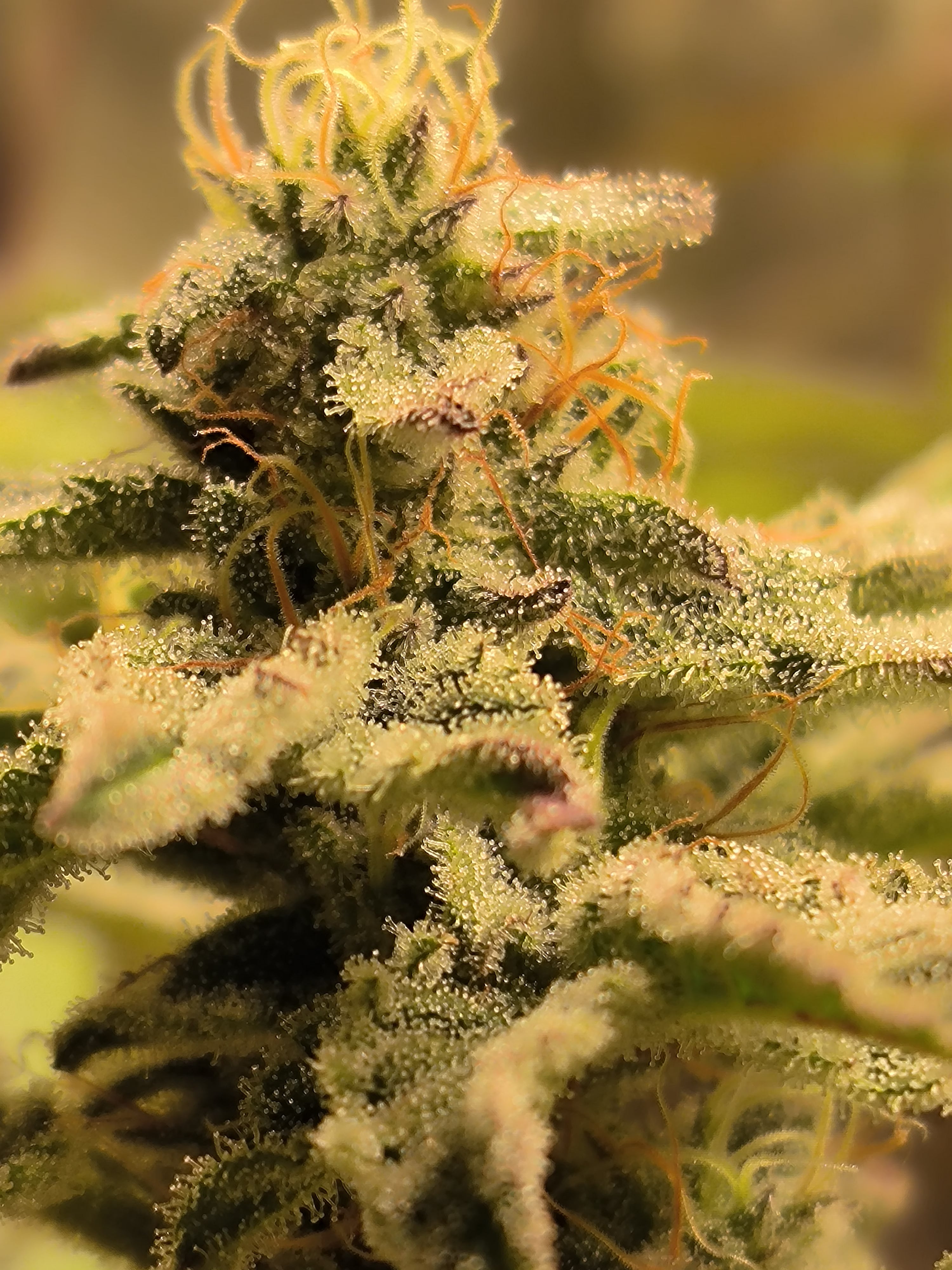 Plumbum Magicum Klon