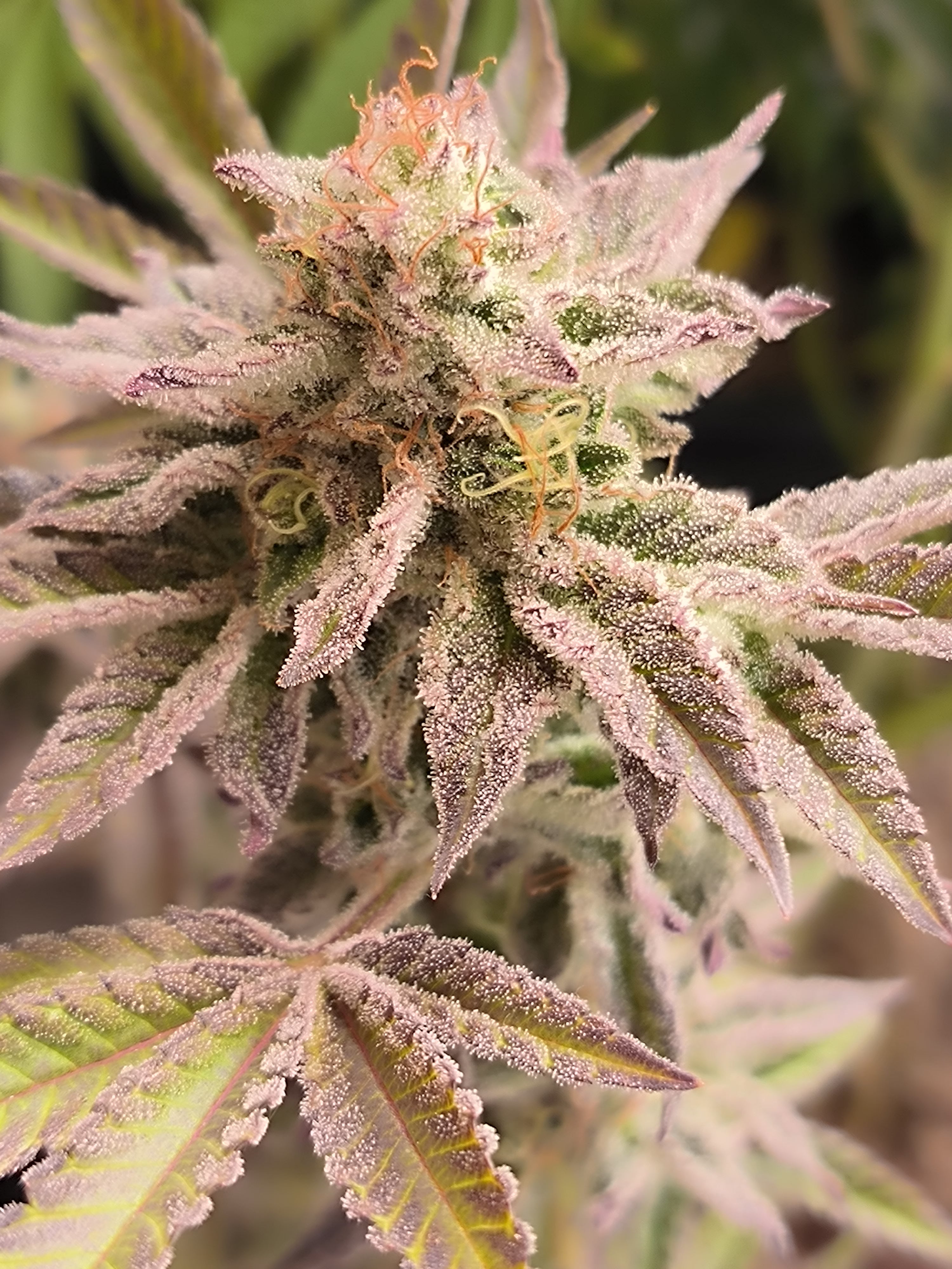 Plumbum Magicum Klon