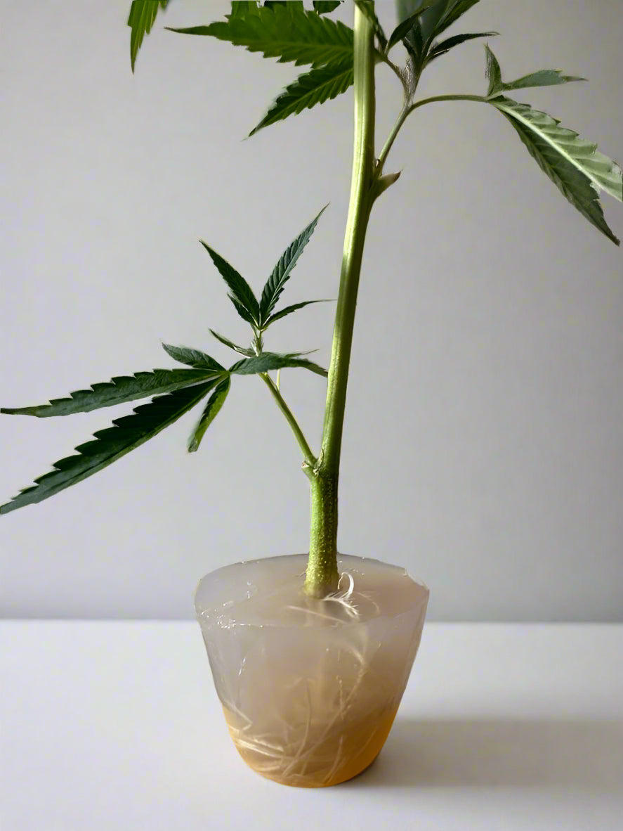 Klon-Konservierungsgel 1L