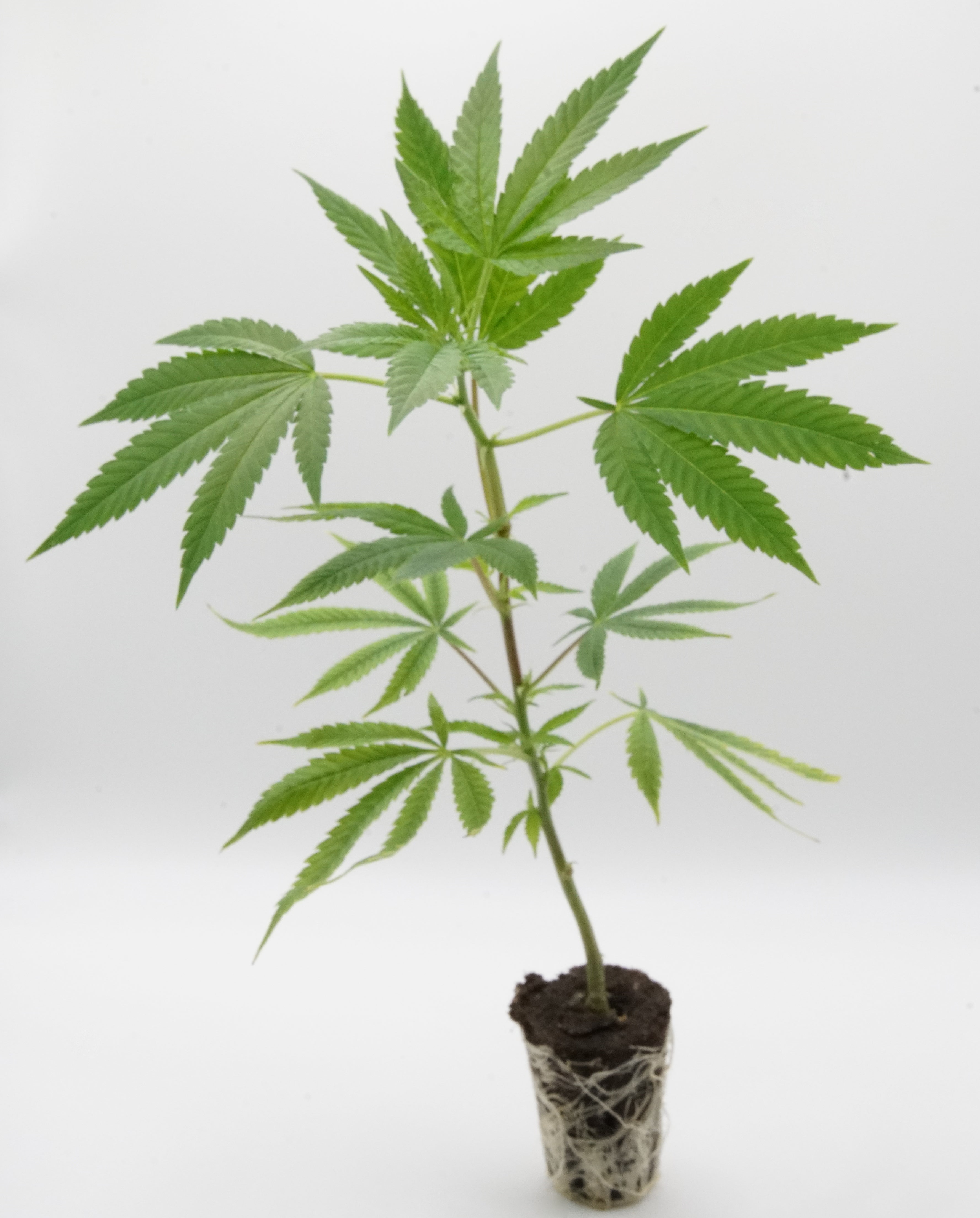 Plumbum Magicum Klon